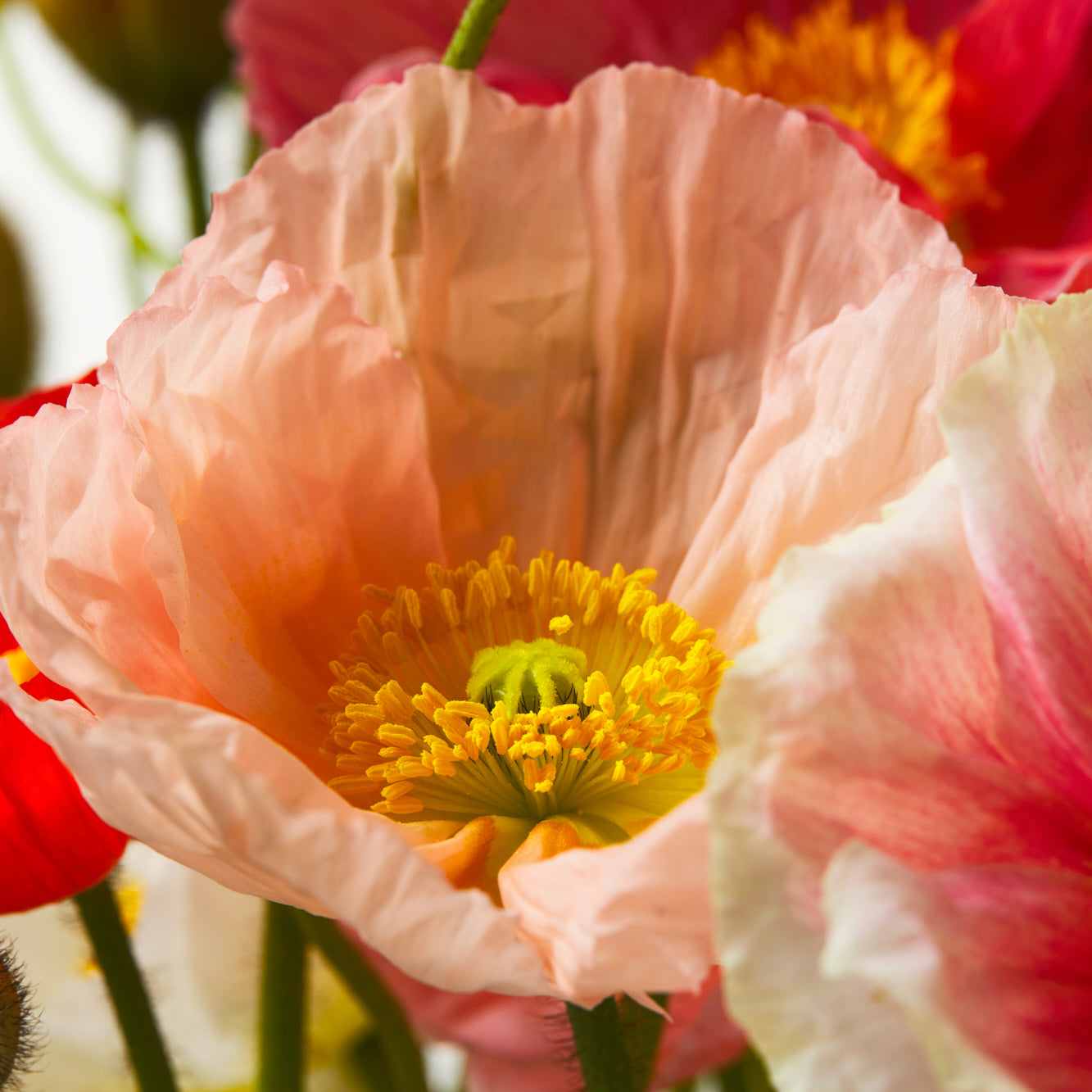 Mixed Poppies