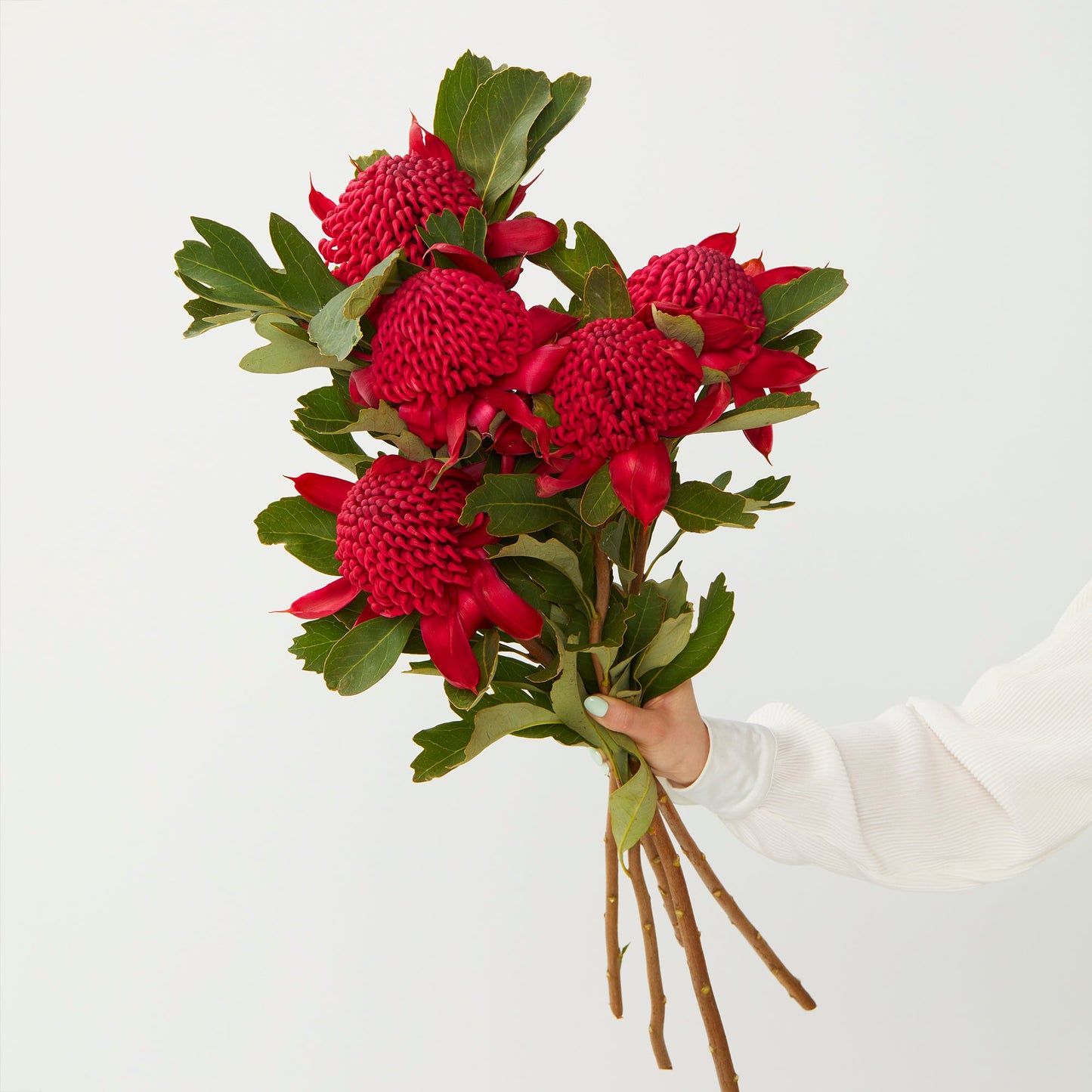 Native Waratahs