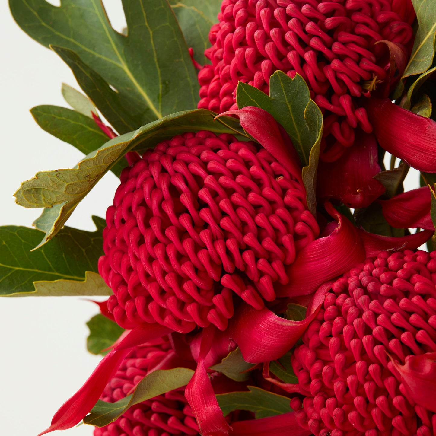 Native Waratahs