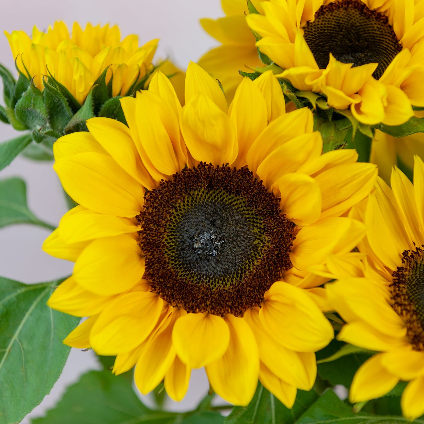 Yellow sunflowers - Floraly Australia